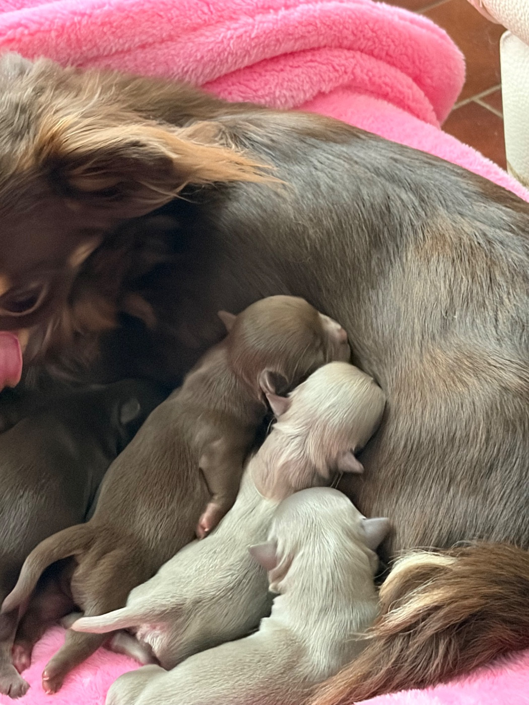 Des Petits Jedi - Chiots disponibles - Chihuahua