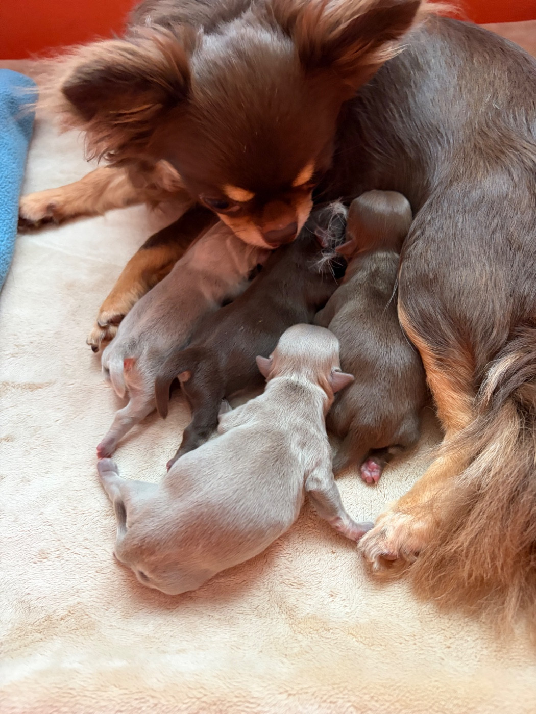 Des Petits Jedi - Chiots disponibles - Chihuahua