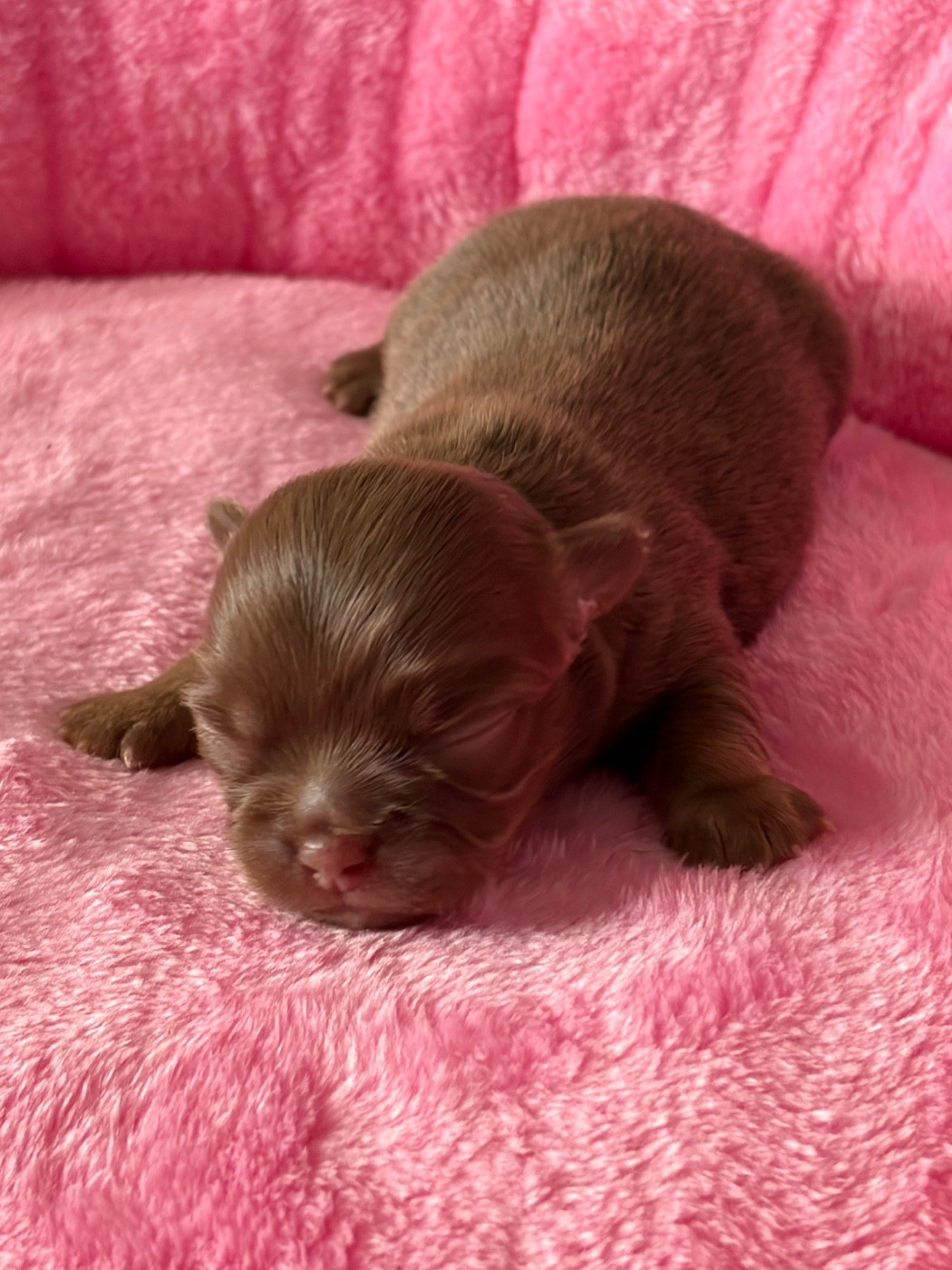 Des Petits Jedi - Chiots disponibles - Chihuahua
