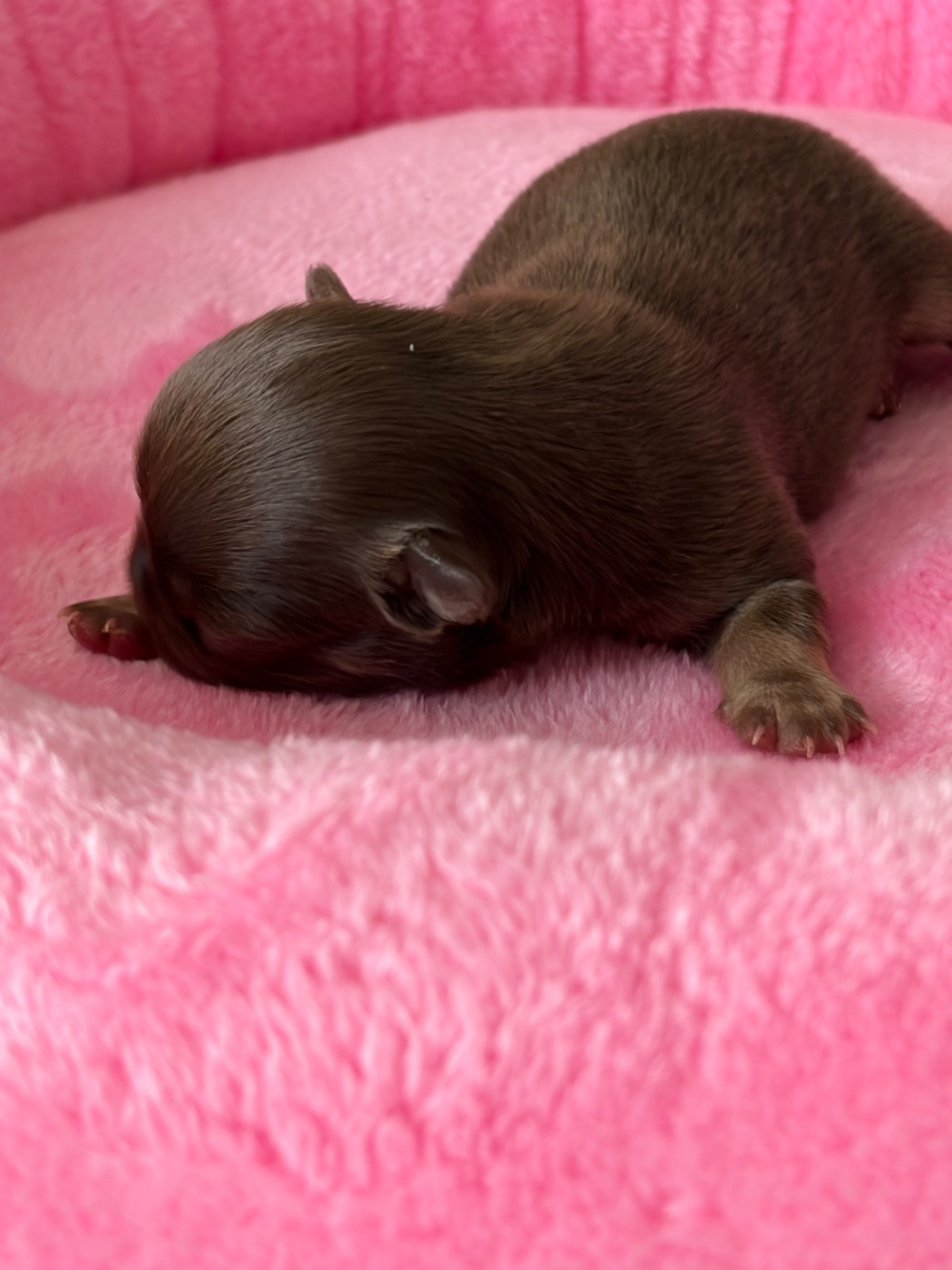Des Petits Jedi - Chiots disponibles - Chihuahua