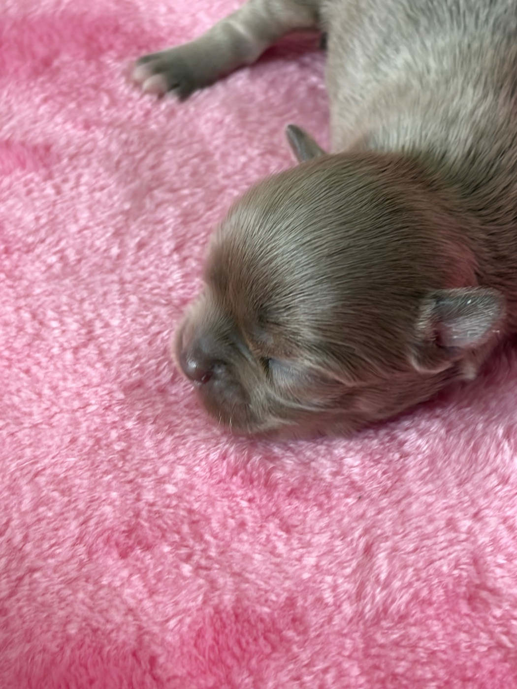 Des Petits Jedi - Chiots disponibles - Chihuahua