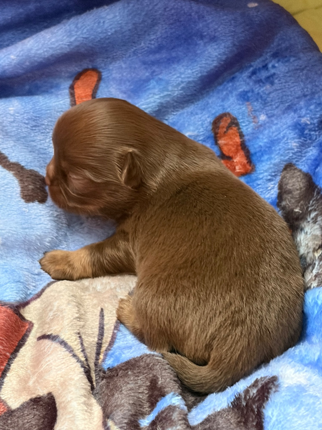 Des Petits Jedi - Chiots disponibles - Chihuahua