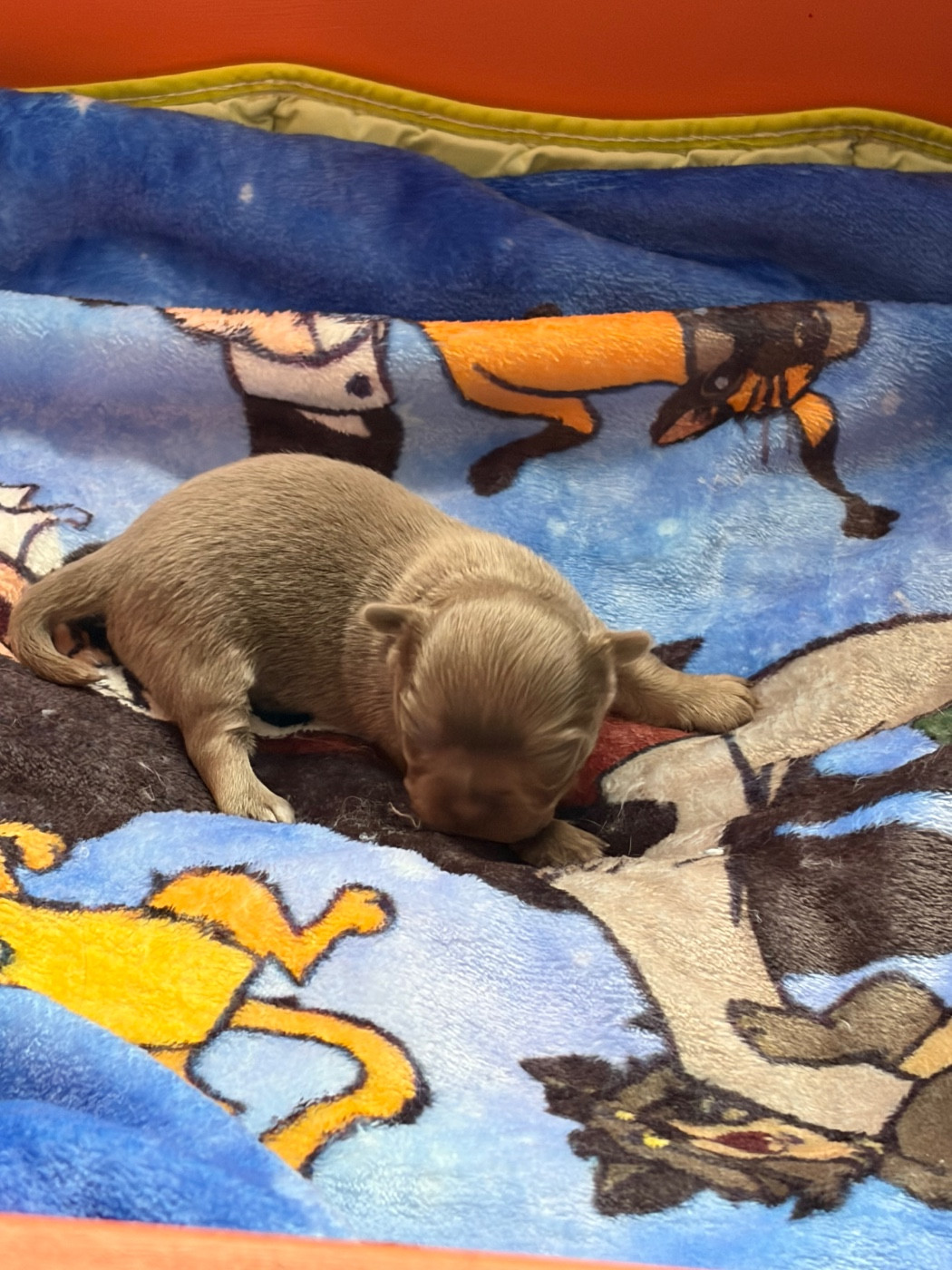 Des Petits Jedi - Chiots disponibles - Chihuahua