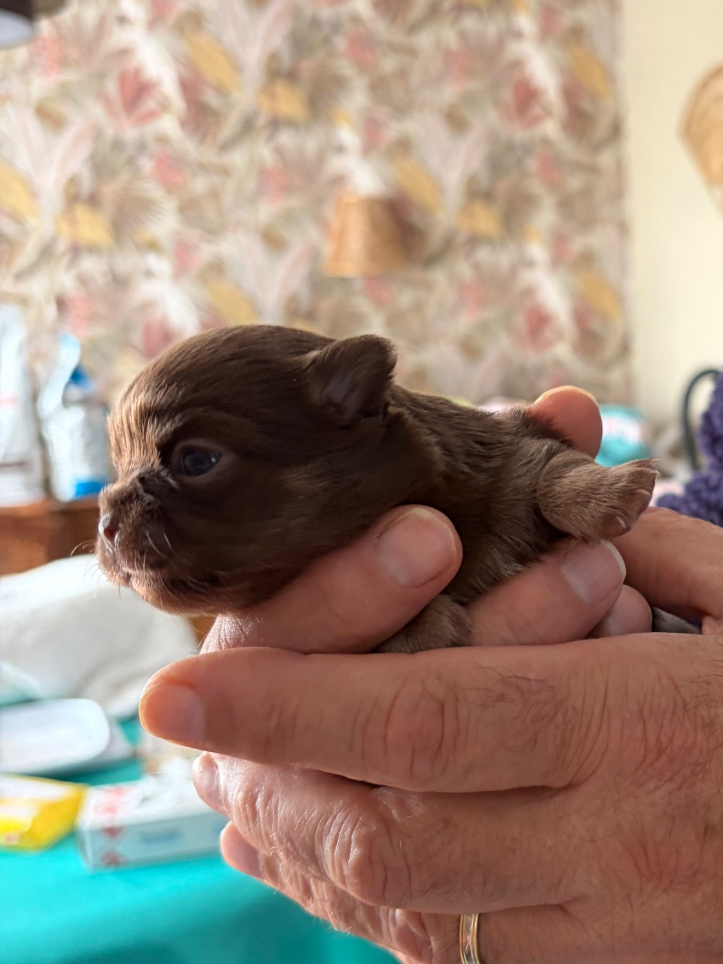Des Petits Jedi - Chiots disponibles - Chihuahua