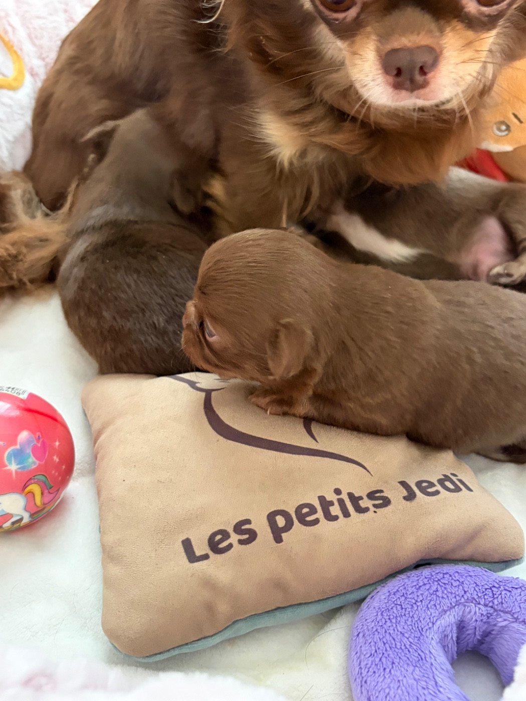 Des Petits Jedi - Chiots disponibles - Chihuahua