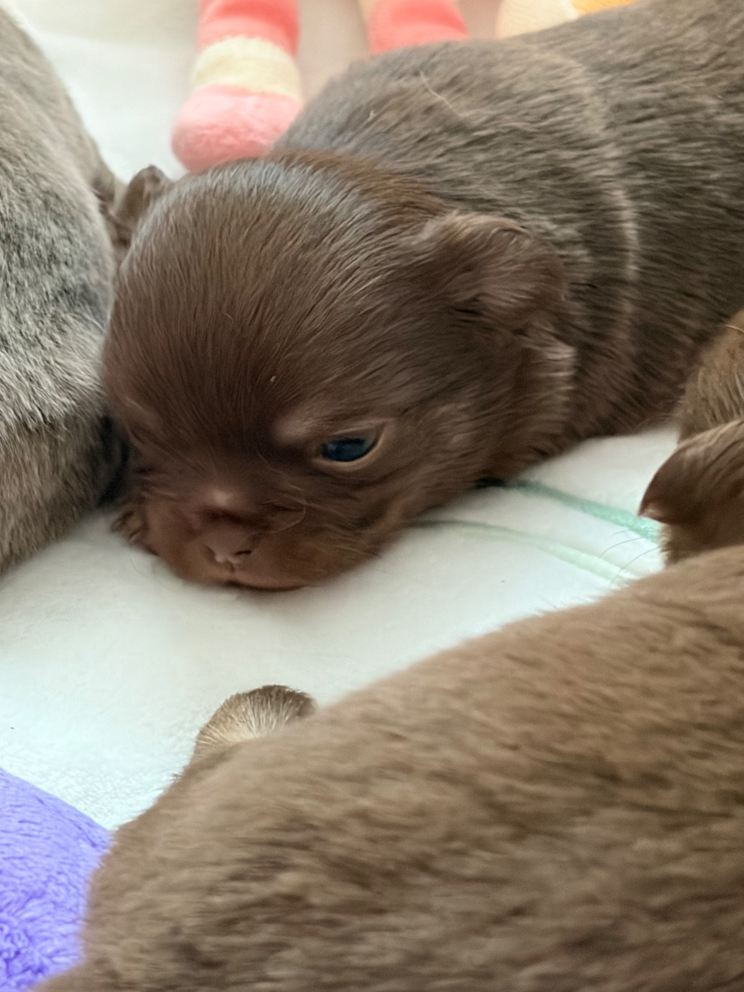 Des Petits Jedi - Chiots disponibles - Chihuahua