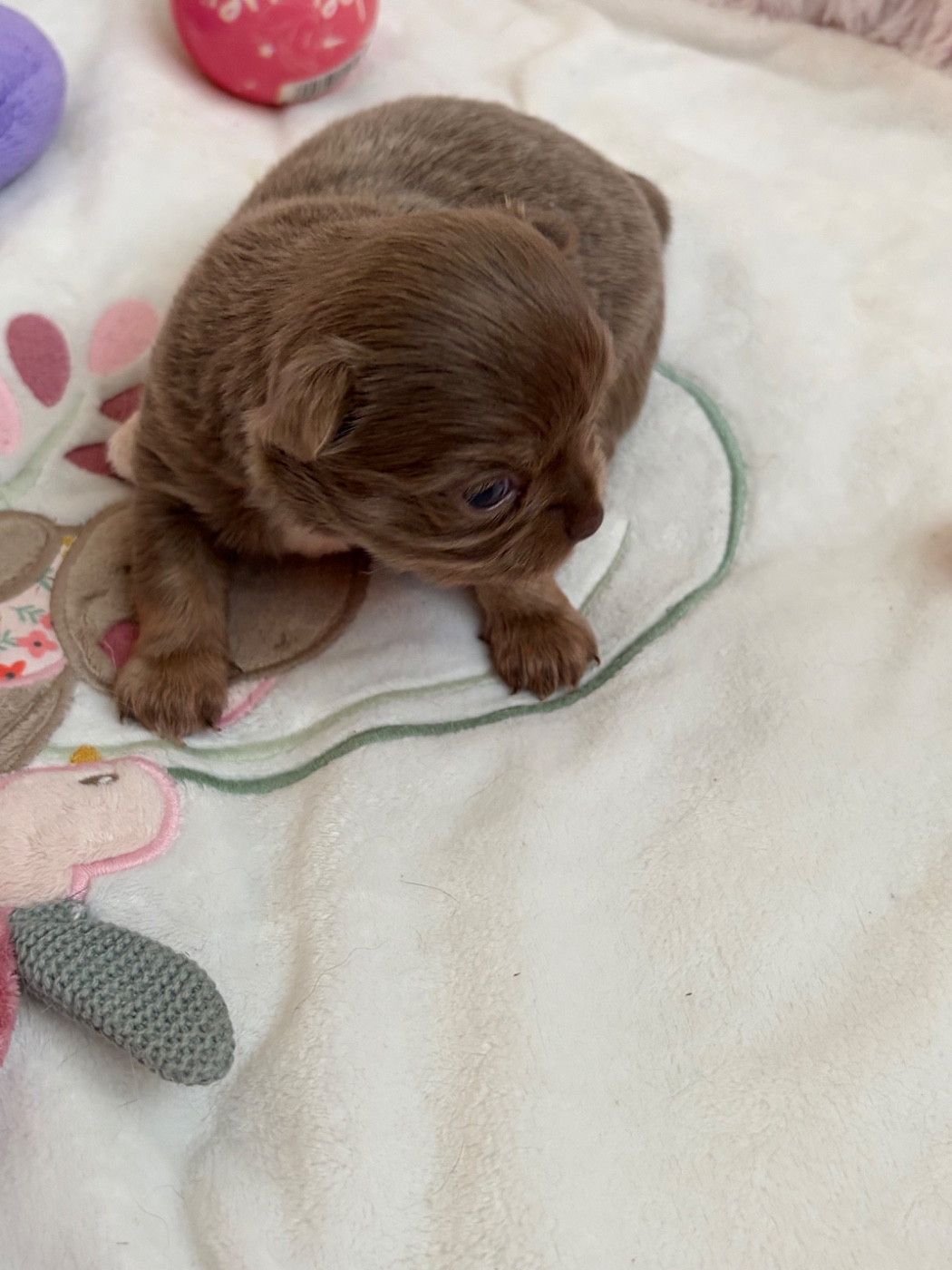 Des Petits Jedi - Chiots disponibles - Chihuahua