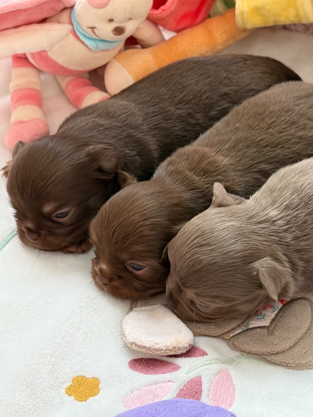 Des Petits Jedi - Chihuahua - Portée née le 23/08/2026