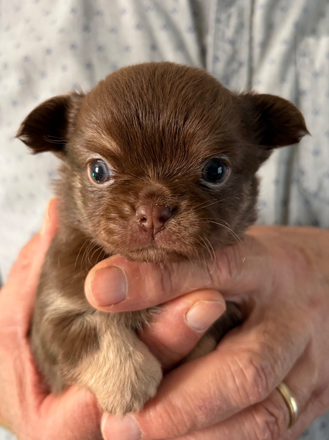 Des Petits Jedi - Chiots disponibles - Chihuahua