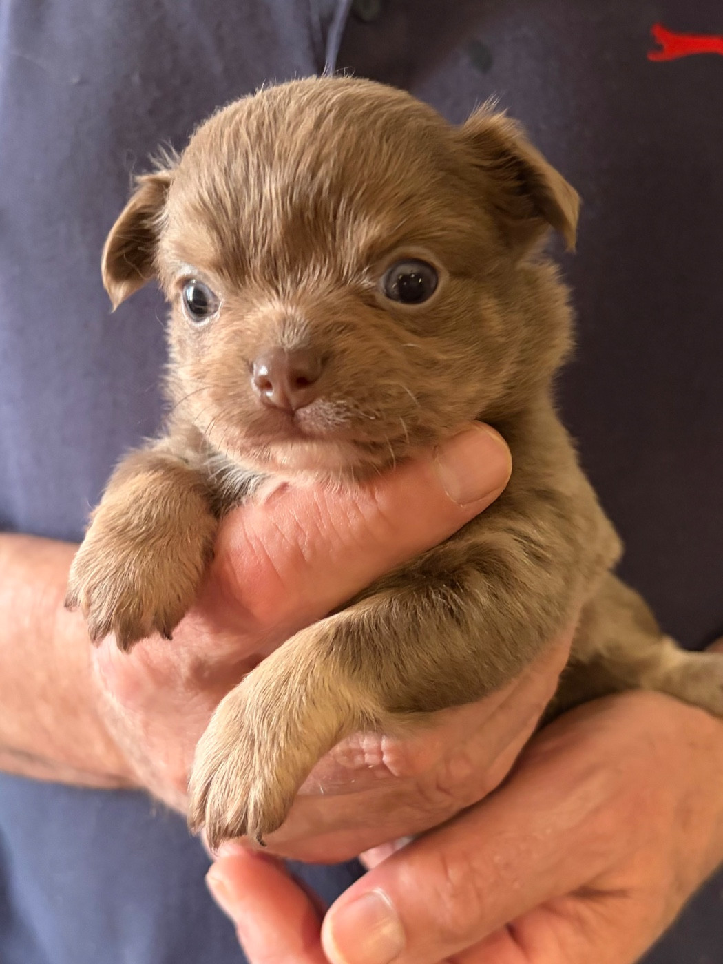 Des Petits Jedi - Chiots disponibles - Chihuahua