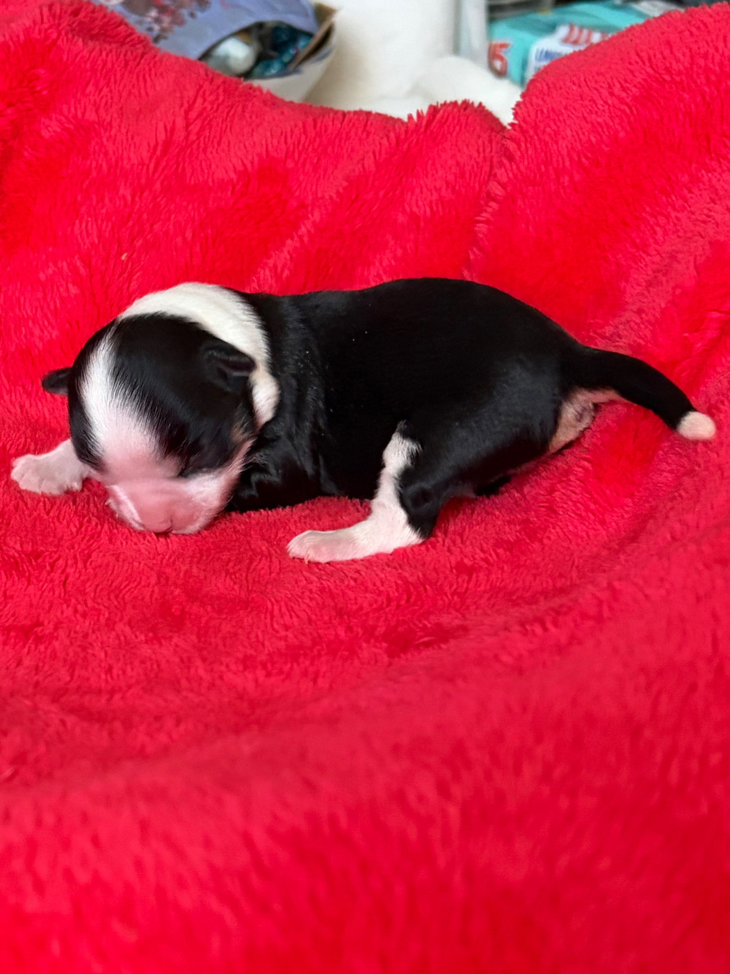 Des Petits Jedi - Chiots disponibles - Chihuahua
