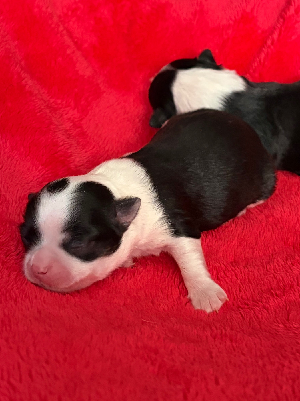 Des Petits Jedi - Chiots disponibles - Chihuahua