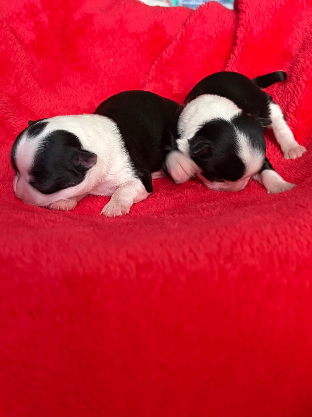 Chiot Chihuahua Des Petits Jedi