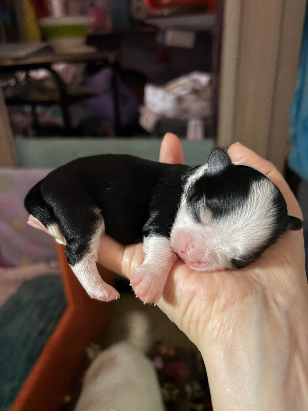 Des Petits Jedi - Chiots disponibles - Chihuahua