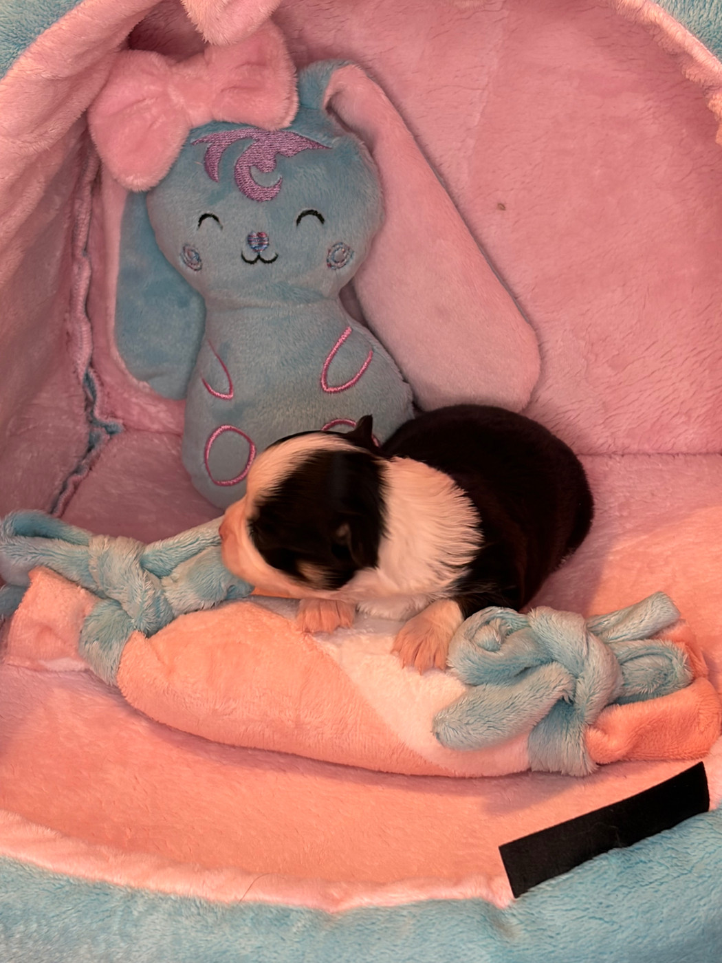 Des Petits Jedi - Chiots disponibles - Chihuahua