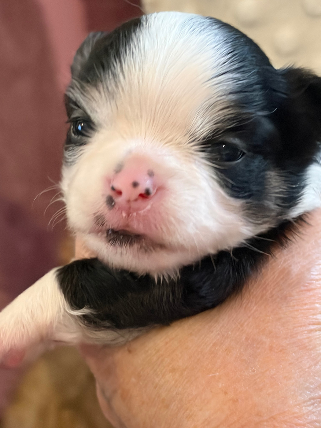 Des Petits Jedi - Chiots disponibles - Chihuahua