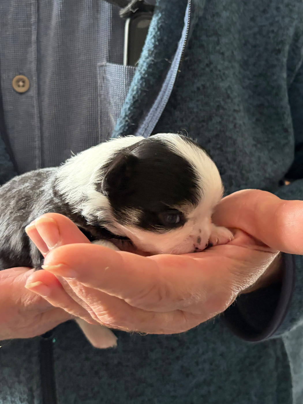 Des Petits Jedi - Chiots disponibles - Chihuahua