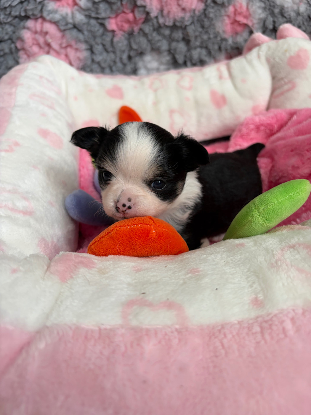 Des Petits Jedi - Chiots disponibles - Chihuahua