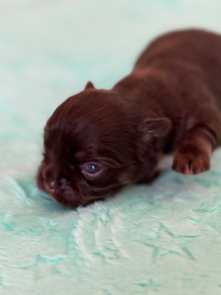 Des Petits Jedi - Chiots disponibles - Chihuahua