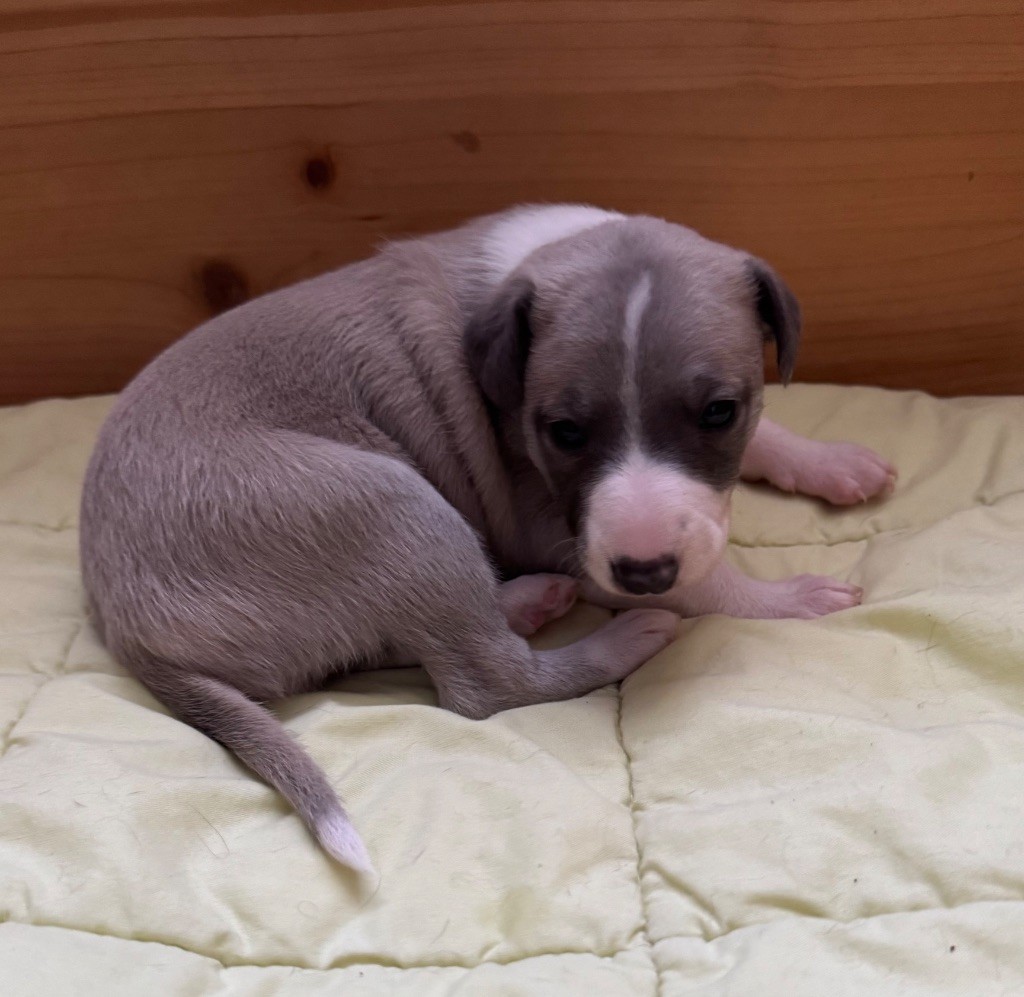 Des Petits Jedi - Chiots disponibles - Whippet