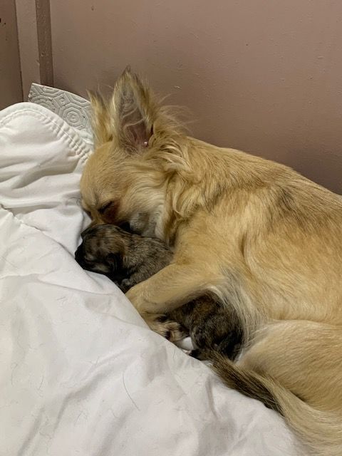Des Petits Jedi - Chihuahua - Portée née le 21/09/2020